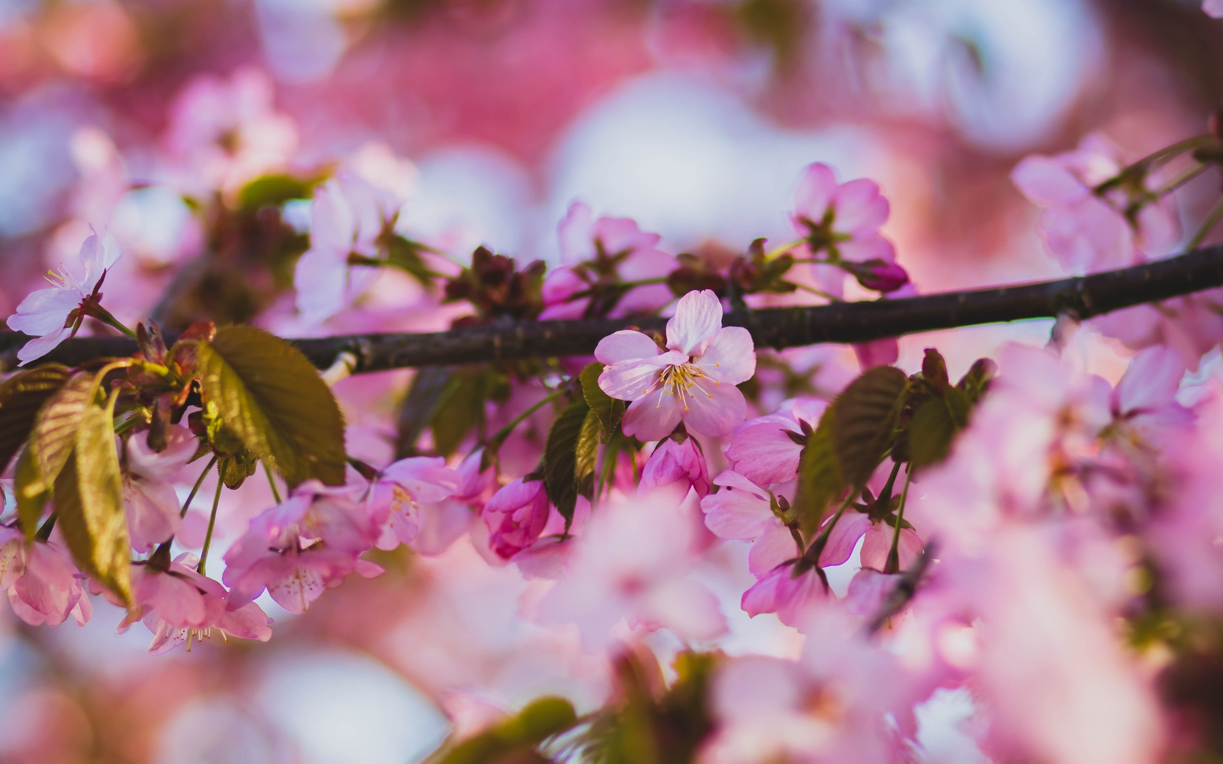 Spring Sakura Branch in Macro Bloom - Wallpapers for MacBook Neo in 2408x1506 resolution
