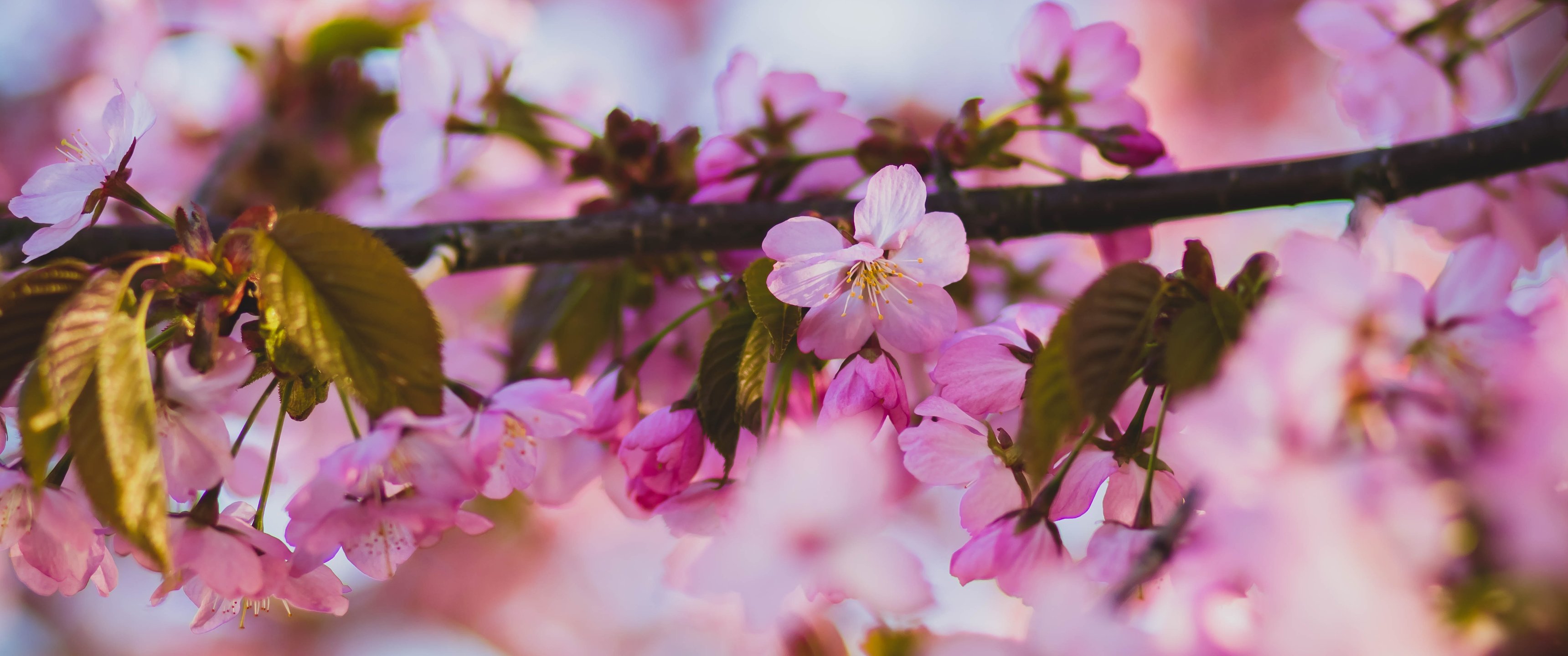 Spring Sakura Branch in Macro Bloom - UltraWide 21:9 wallpapers in 3440x1440 resolution