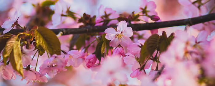 UltraWide 21:9 Cherry blossoms wallpapers (2560x1080): spring, sakura, cherry blossoms, branch