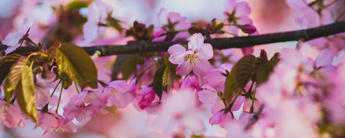 5K2K UltraWide 21:9 wallpapers (5120x2160): spring, sakura, cherry blossoms, branch