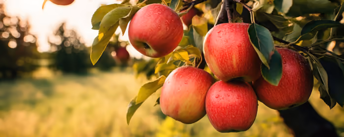 UltraWide 32:9 wallpapers (3840x1080): apple tree, summer, branch, Sun