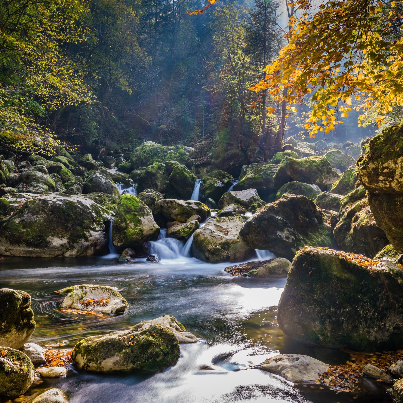 Forest stream and waterfall in the wild forest - Wallpapers for Samsung Galaxy Tab in 1340x1340 resolution