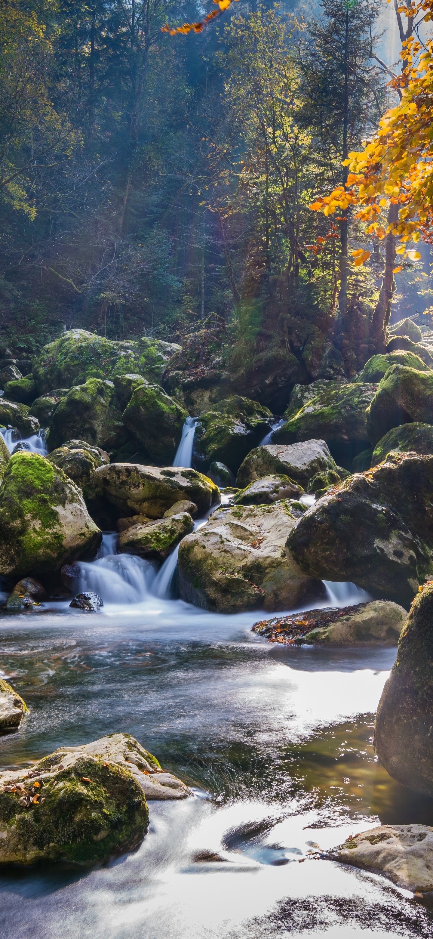 Forest stream and waterfall in the wild forest - Wallpapers for Samsung Galaxy S24/S24 Ultra/S25 Ultra/S25+/S26 Ultra in 1440x3120 resolution