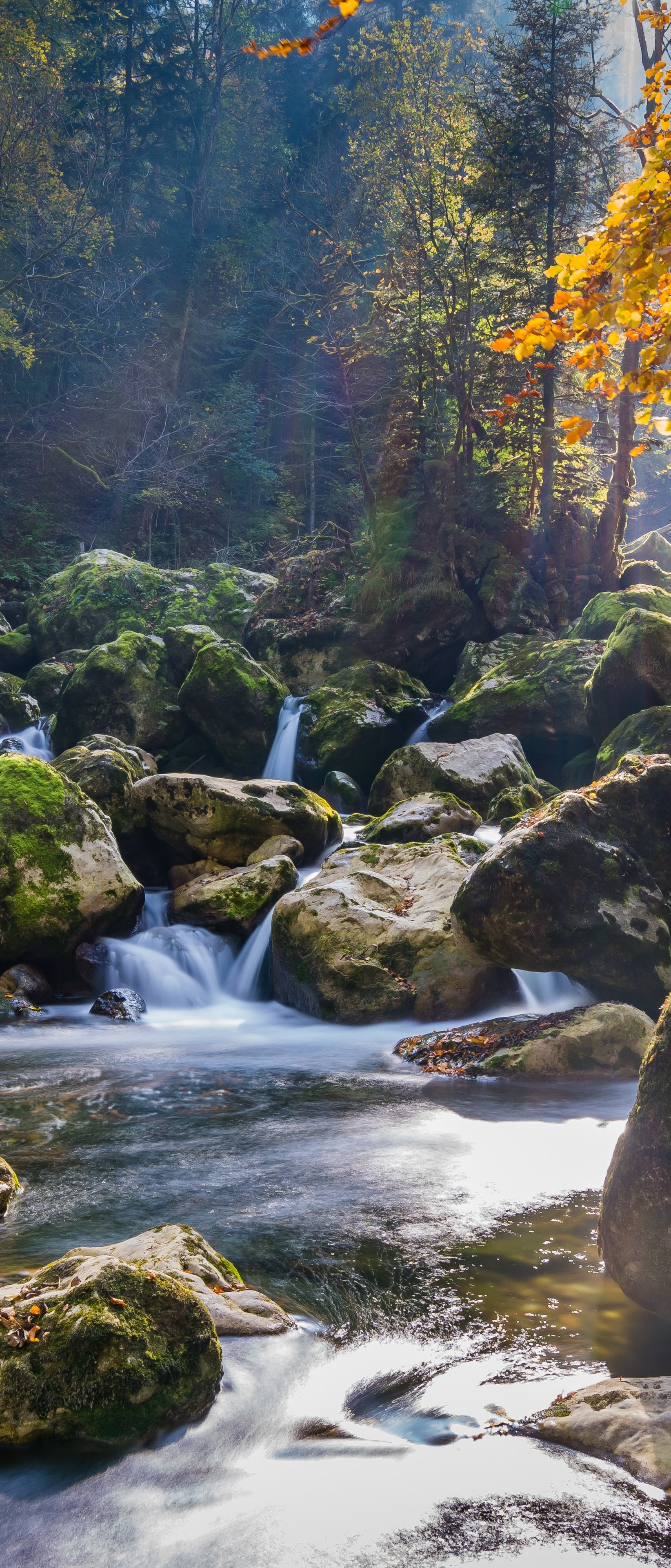 Forest stream and waterfall in the wild forest - Wallpapers for Sony Xperia 1/Xperia 1 III/Xperia PRO-I in 1644x3840 resolution