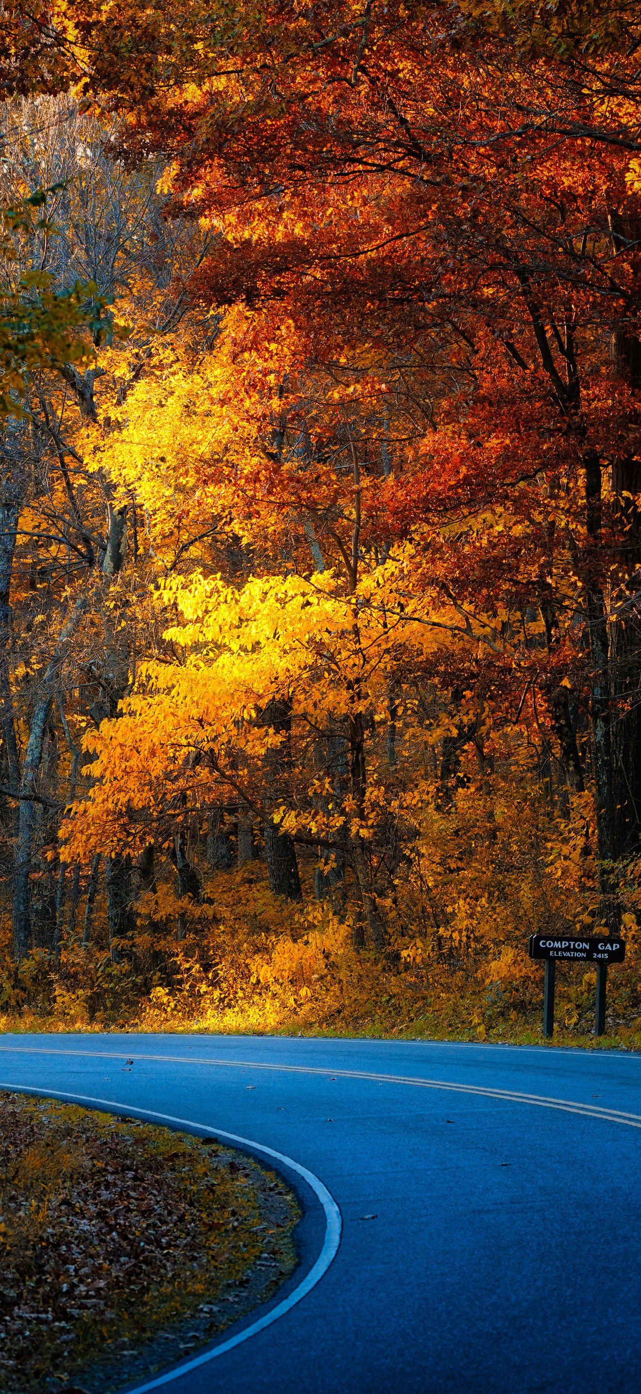 Autumn Road Through a USA Forest - Wallpapers for iPhone 17 Pro Max/16 Pro Max in 1320x2868 resolution