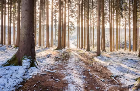 Nature wallpapers: winter, morning, sunrise, forest