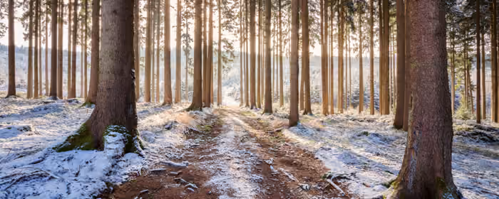 5K2K UltraWide 21:9 Sunrise wallpapers (5120x2160): winter, morning, sunrise, forest