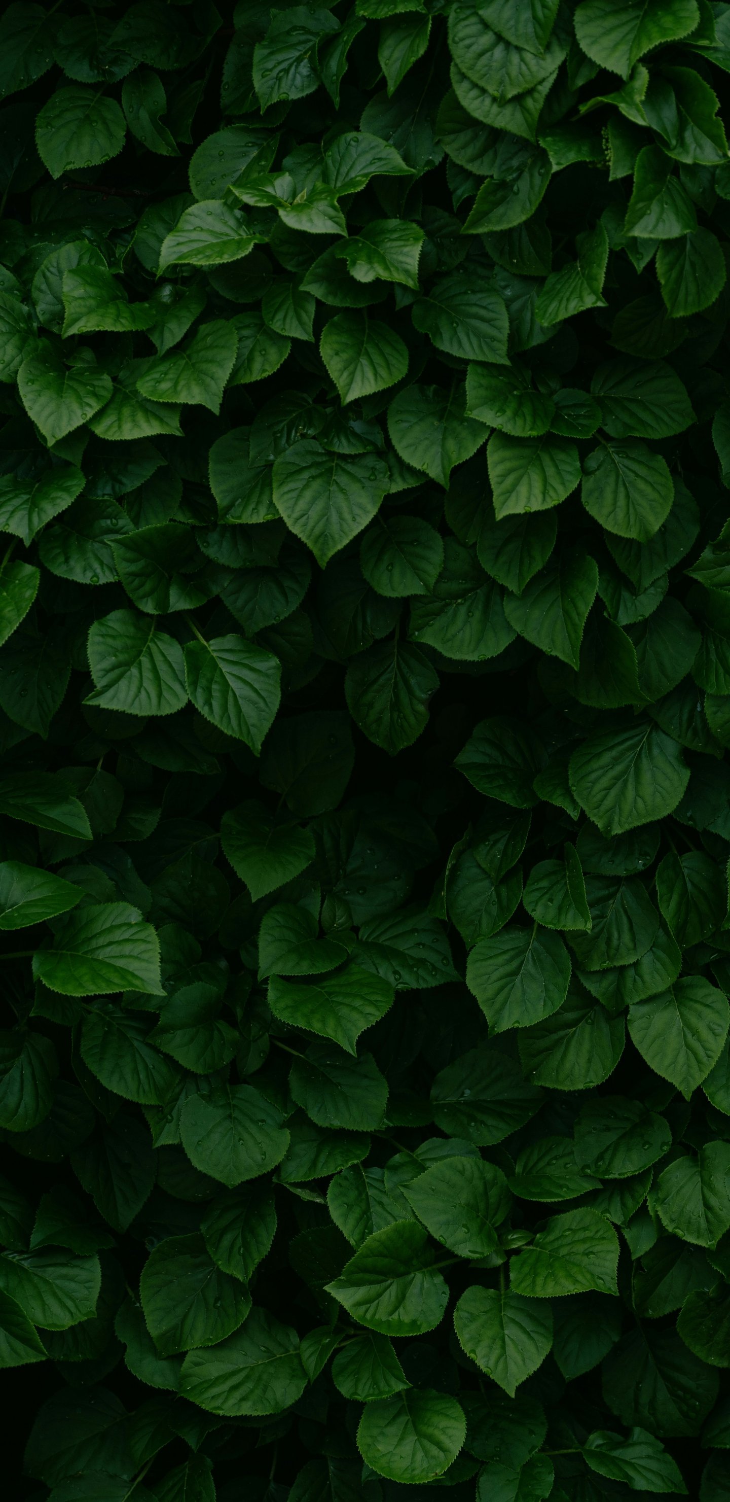 Dense Green Leaves and Bush Texture - Wallpapers for Samsung Galaxy S8/S8+/Note 8/S9/S9+/Note 9 in 1440x2960 resolution
