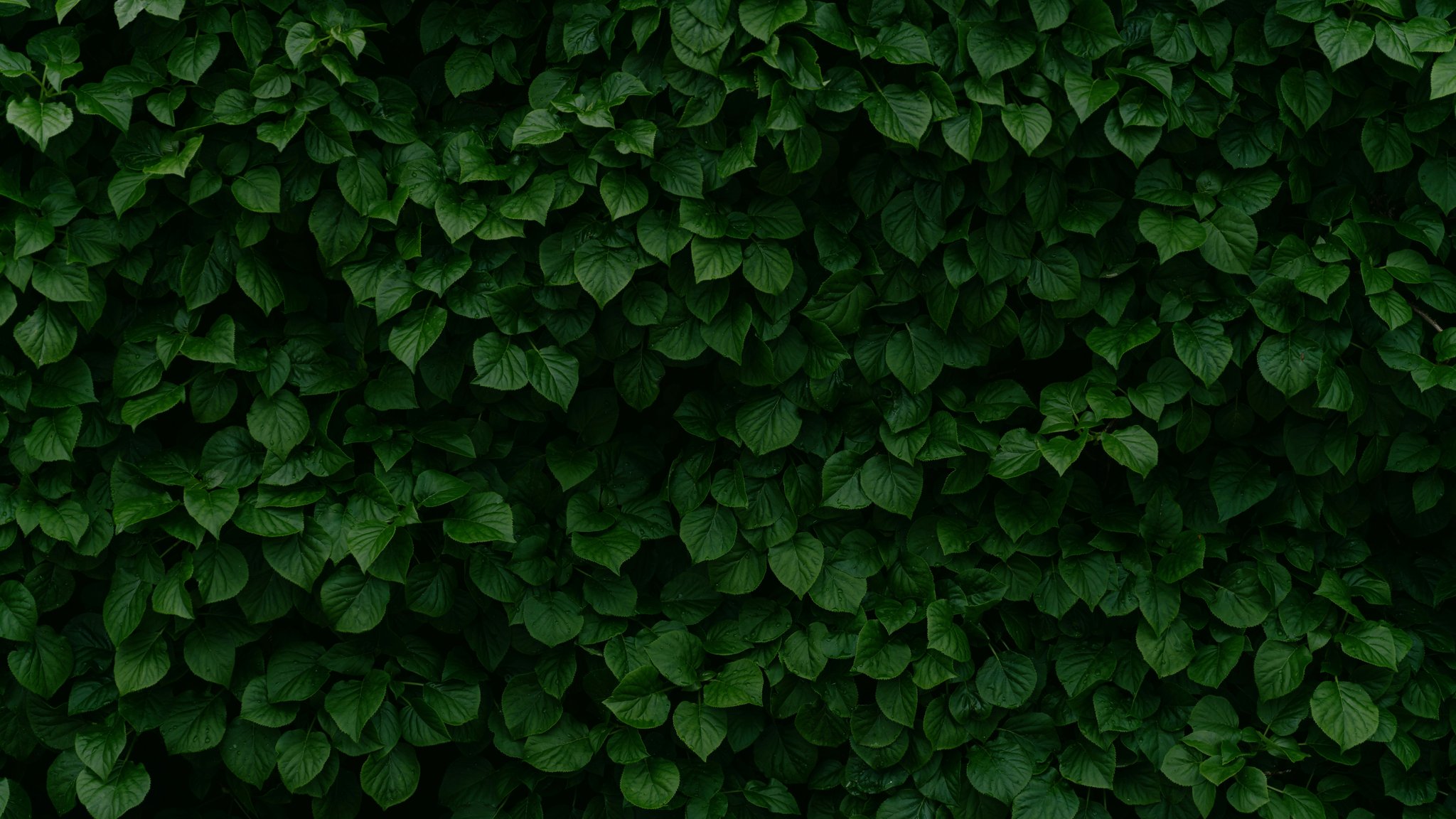 Dense Green Leaves and Bush Texture - QWXGA wallpapers in 2048x1152 resolution