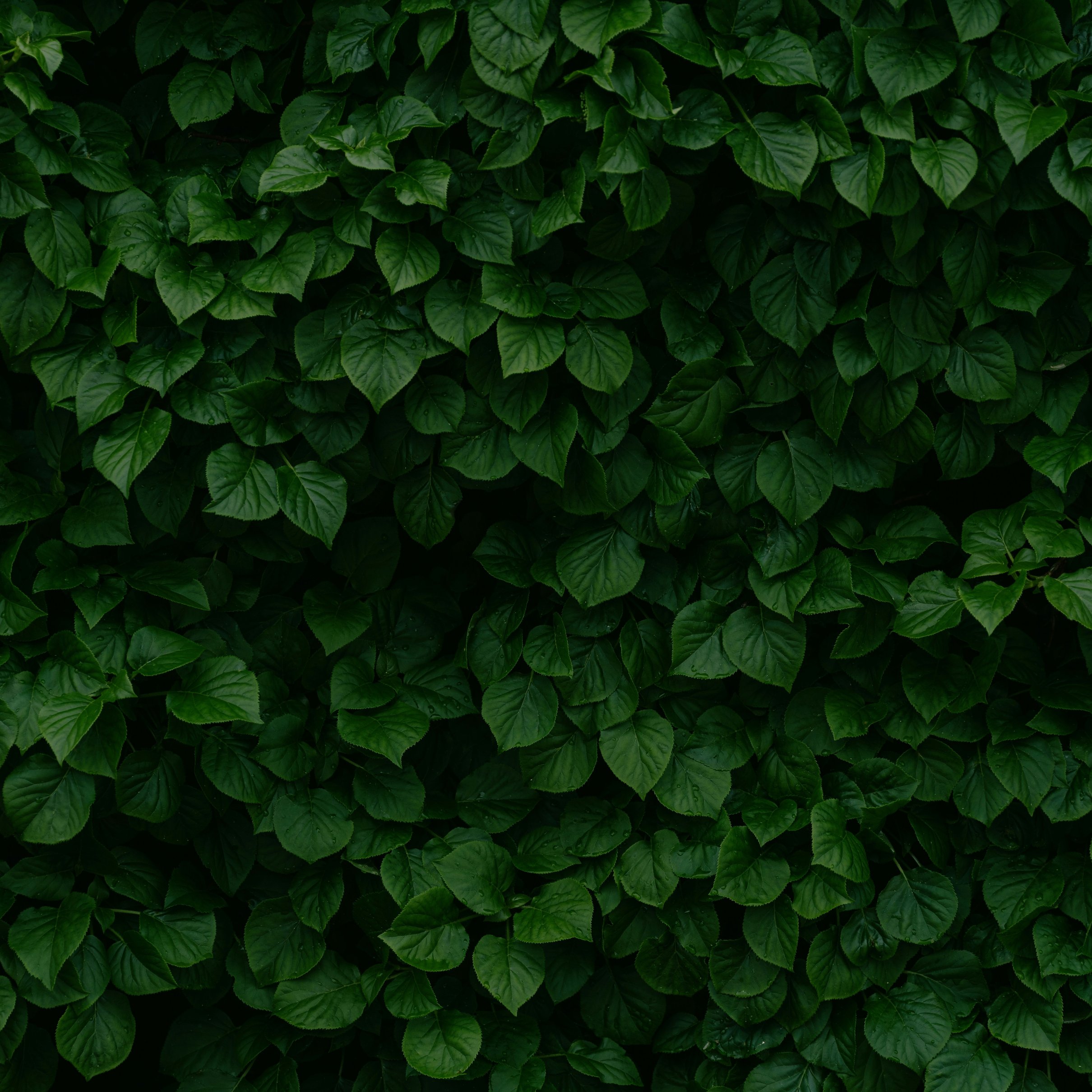 Dense Green Leaves and Bush Texture - Wallpapers for iPad Pro 11″ 2024 in 2420x2420 resolution
