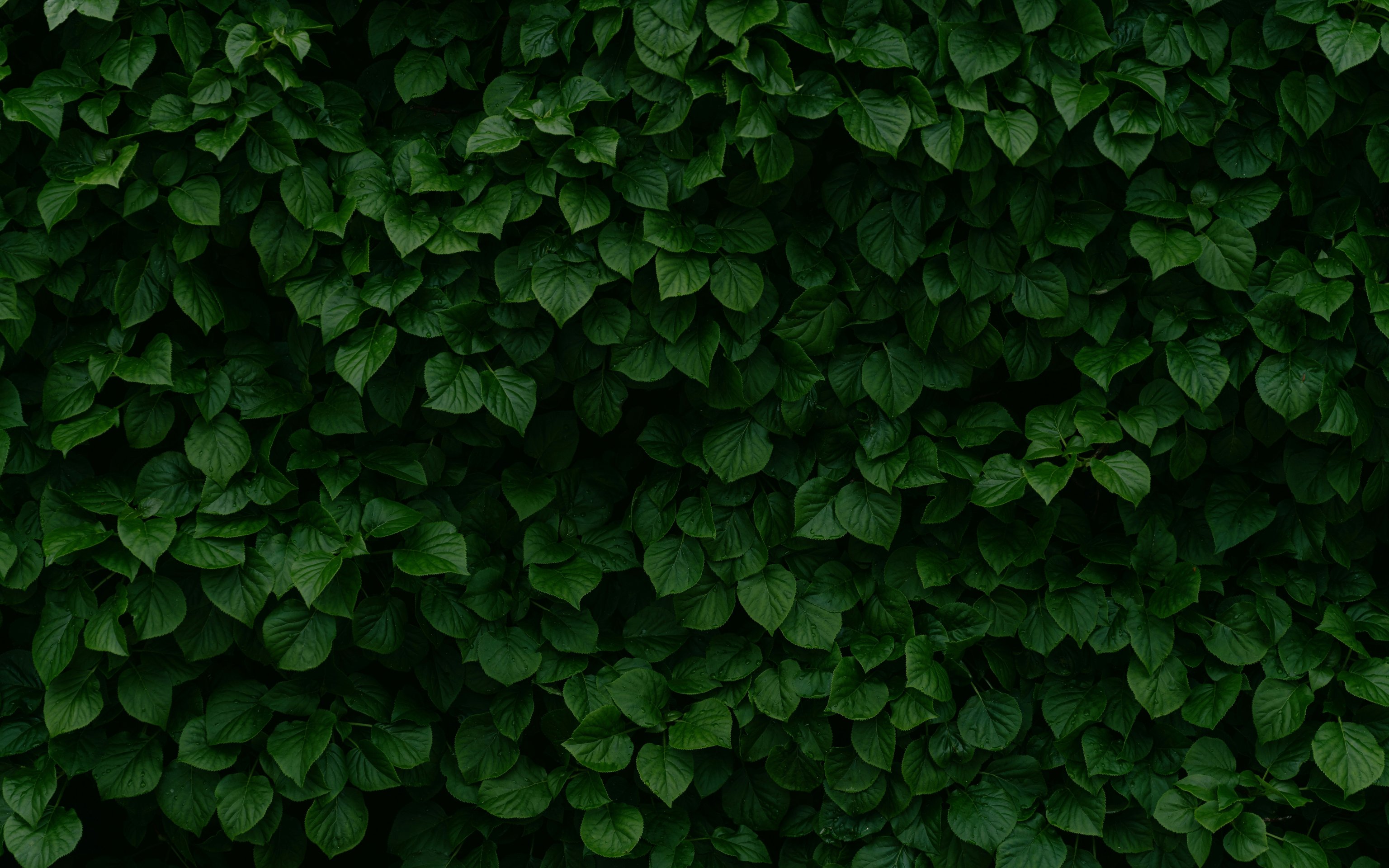 Dense Green Leaves and Bush Texture - Wallpapers for Apple MacBook 16″ in 3072x1920 resolution