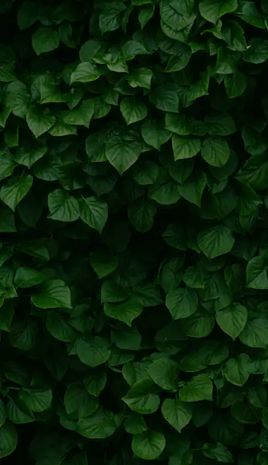 Wallpapers for Samsung (360x740): leaves, bush, greenery, garden