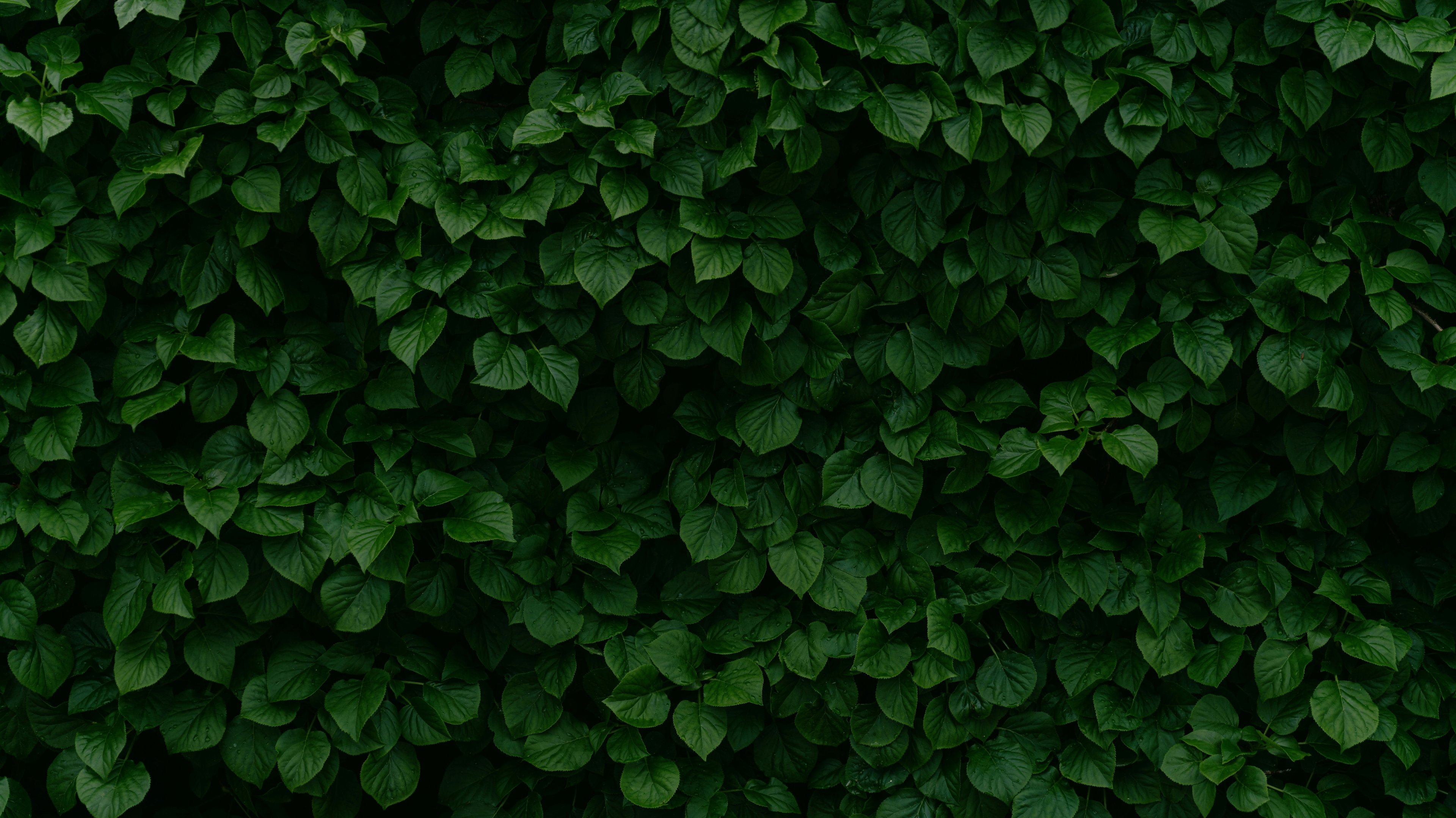 Dense Green Leaves and Bush Texture - 4K PC Wallpapers in 3840x2160 resolution