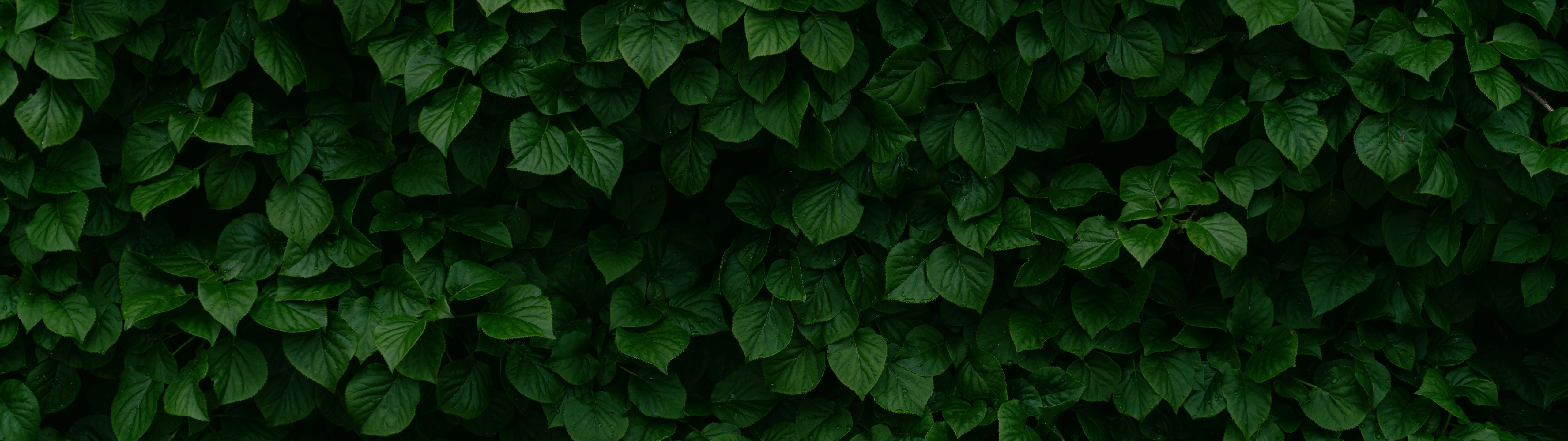 Dense Green Leaves and Bush Texture - UltraWide 32:9 wallpapers in 5120x1440 resolution