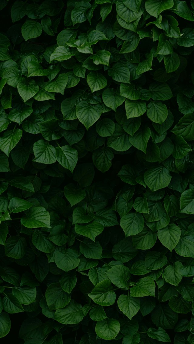 Плотные зелёные листья кустов сада - Обои для iPhone 5/5S/5C/SE в разрешении 640x1136