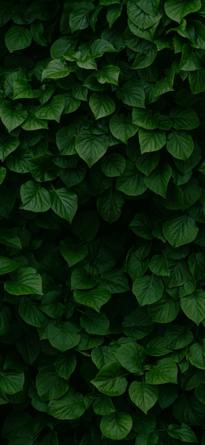 Dense Green Leaves and Bush Texture - Wallpapers for iPhone 11/XR in 828x1792 resolution