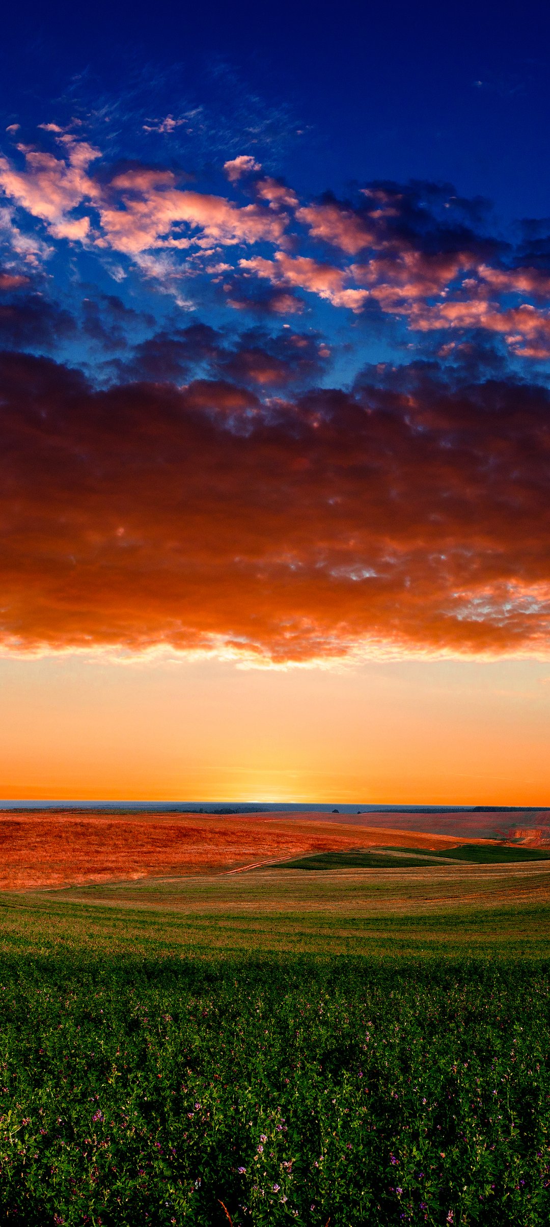 Colorful sunset over a green field - Wallpapers for Samsung Galaxy A13/A14/A53, Realme 12 Pro 5G, POCO M5 in 1080x2408 resolution