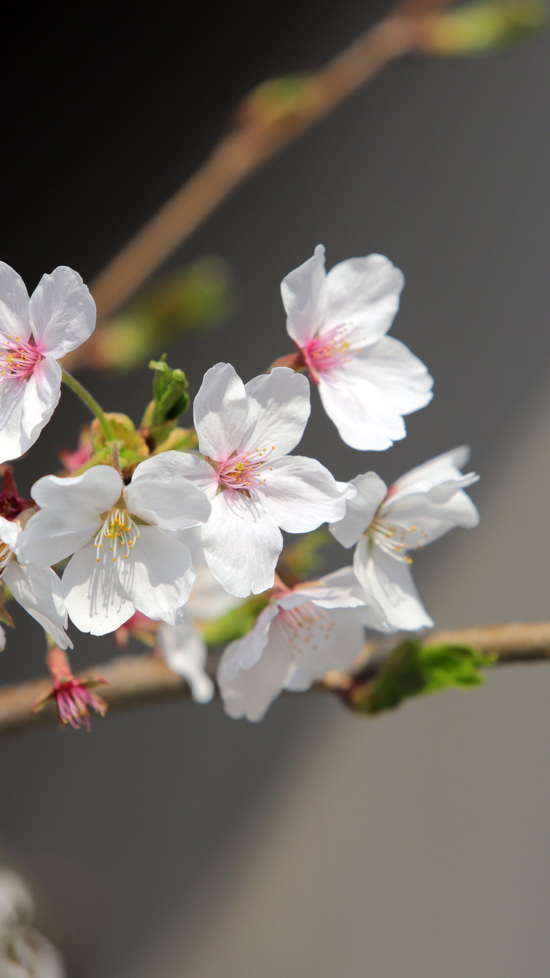 White sakura in spring bloom - Wallpapers for Samsung, Honor, Sony in 1080x1920 resolution