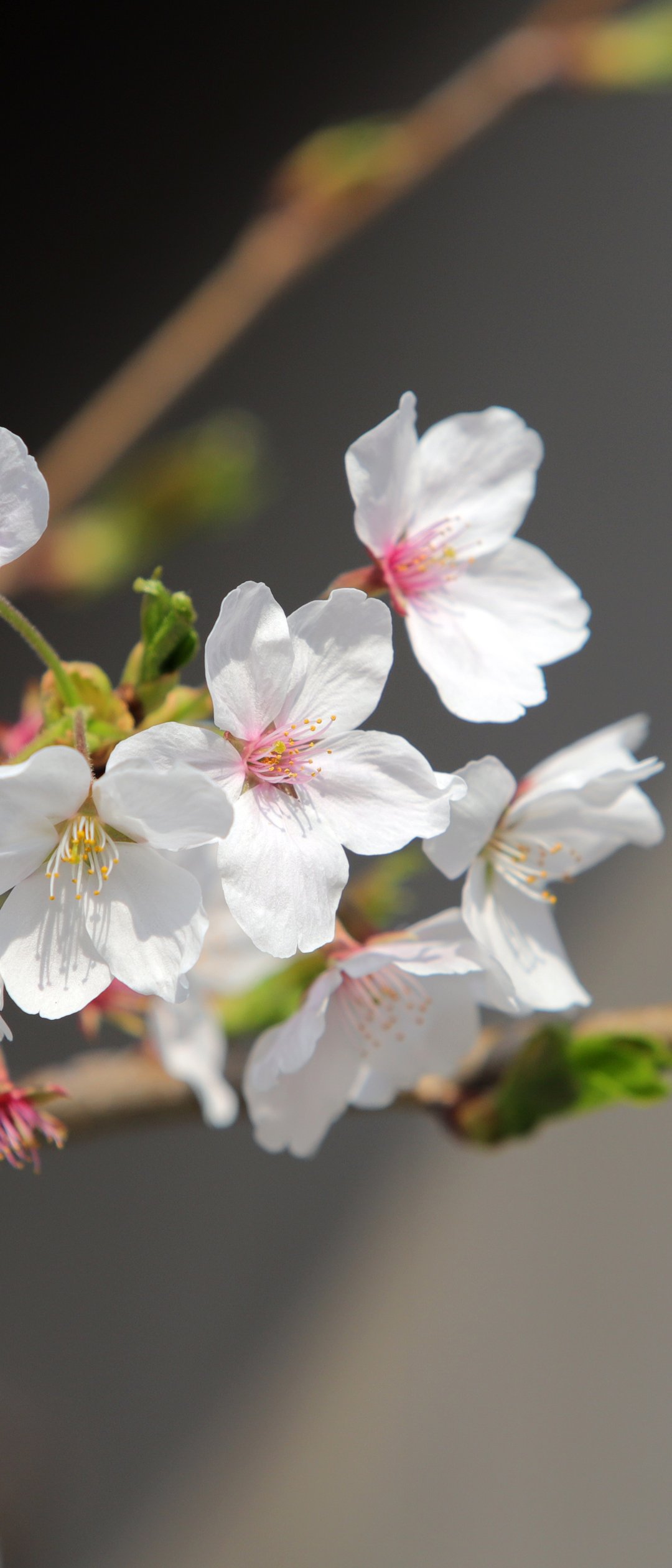 White sakura in spring bloom - Wallpapers for Samsung Galaxy Z Flip7, Sony Xperia 5 II/5 III/5 V/10 IV/10 V, Xiaomi Mix Fold 3 in 1080x2520 resolution