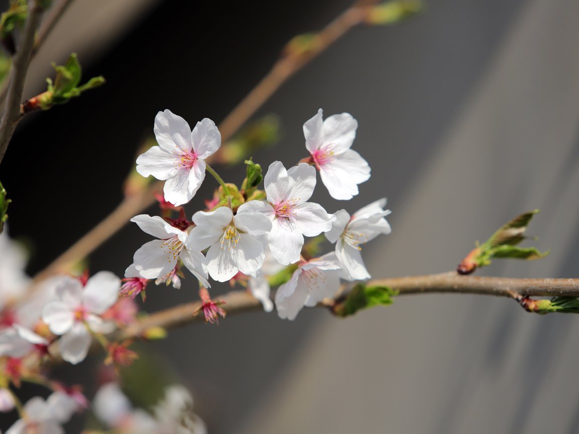 White sakura in spring bloom - XGA+ wallpapers in 1152x864 resolution