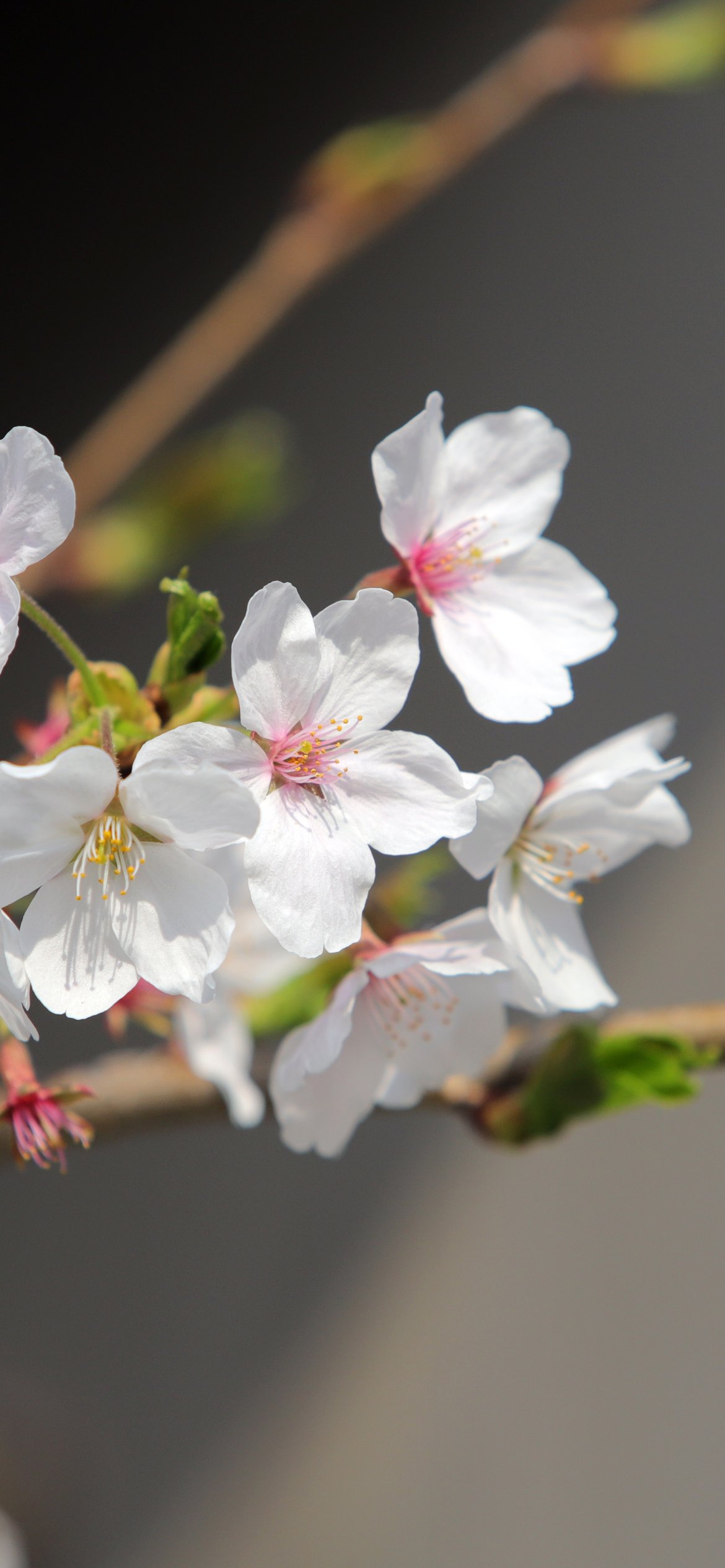 White sakura in spring bloom - Wallpapers for iPhone 12 Pro/13 Pro/14 in 1170x2532 resolution