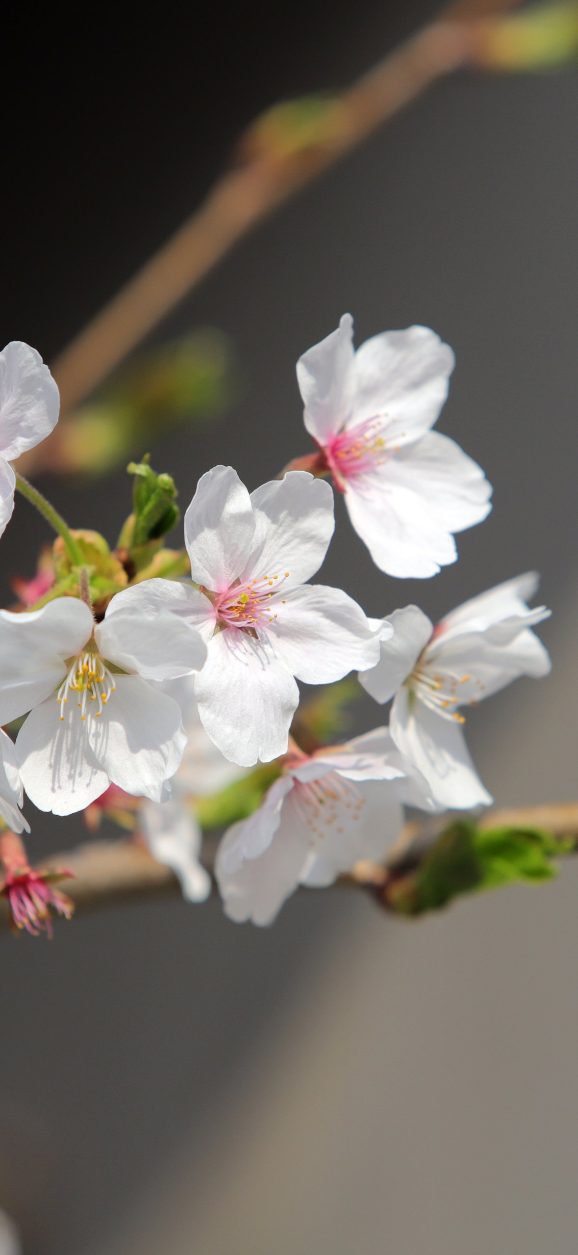 White sakura in spring bloom - Wallpapers for iPhone 14 Pro/15 Pro in 1179x2556 resolution