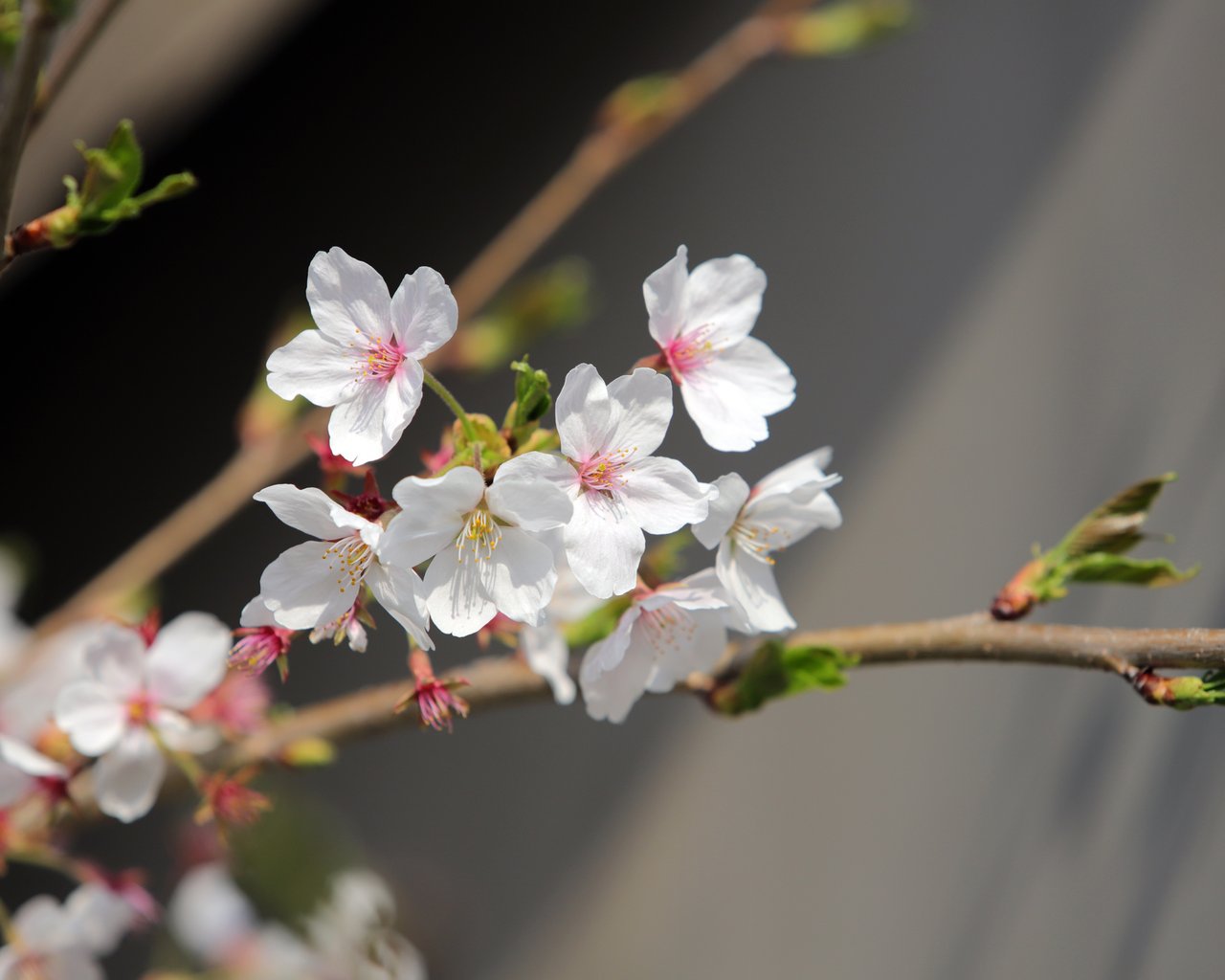 White sakura in spring bloom - SXGA wallpapers in 1280x1024 resolution