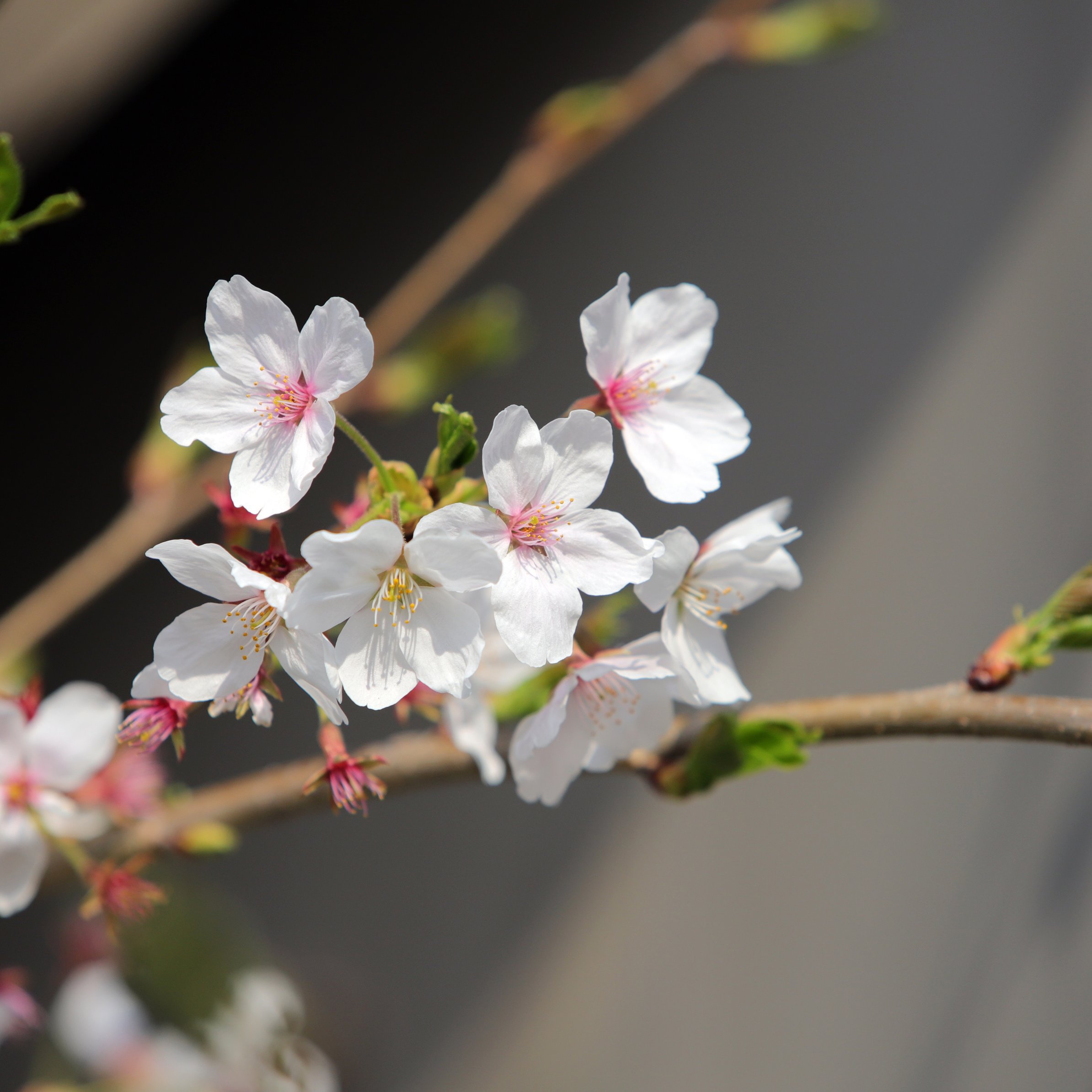 White sakura in spring bloom - Wallpapers for iPad Pro 11″ in 2388x2388 resolution