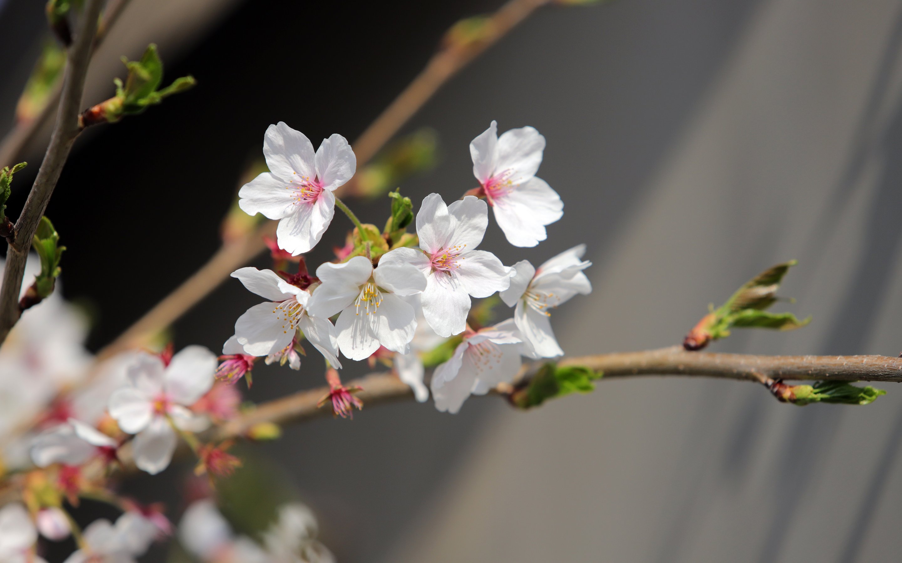 White sakura in spring bloom - Wallpapers for Apple MacBook 15″ in 2880x1800 resolution