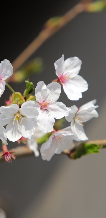 White sakura in spring bloom - Wallpapers for Samsung in 360x740 resolution