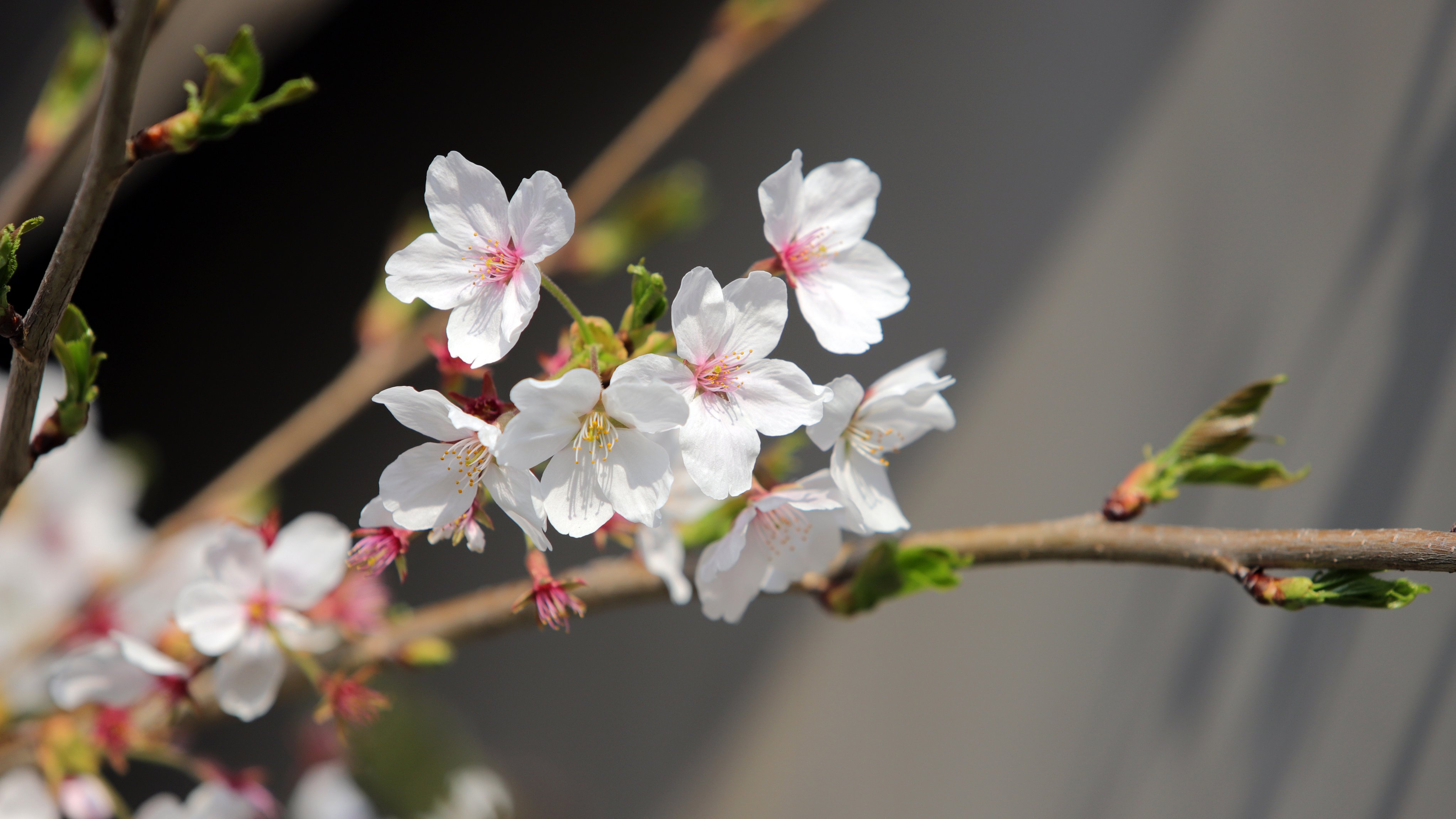 White sakura in spring bloom - Wallpapers for Apple iMac 21.5″ in 4096x2304 resolution
