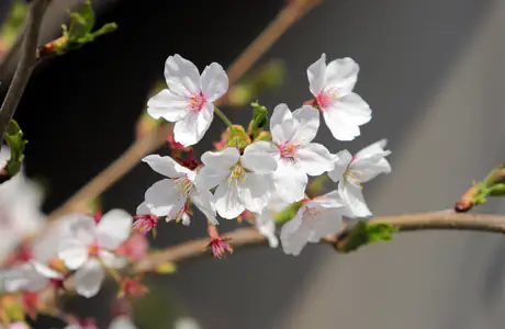 XVGA wallpapers (1024x768): spring, sakura, flowers, branch