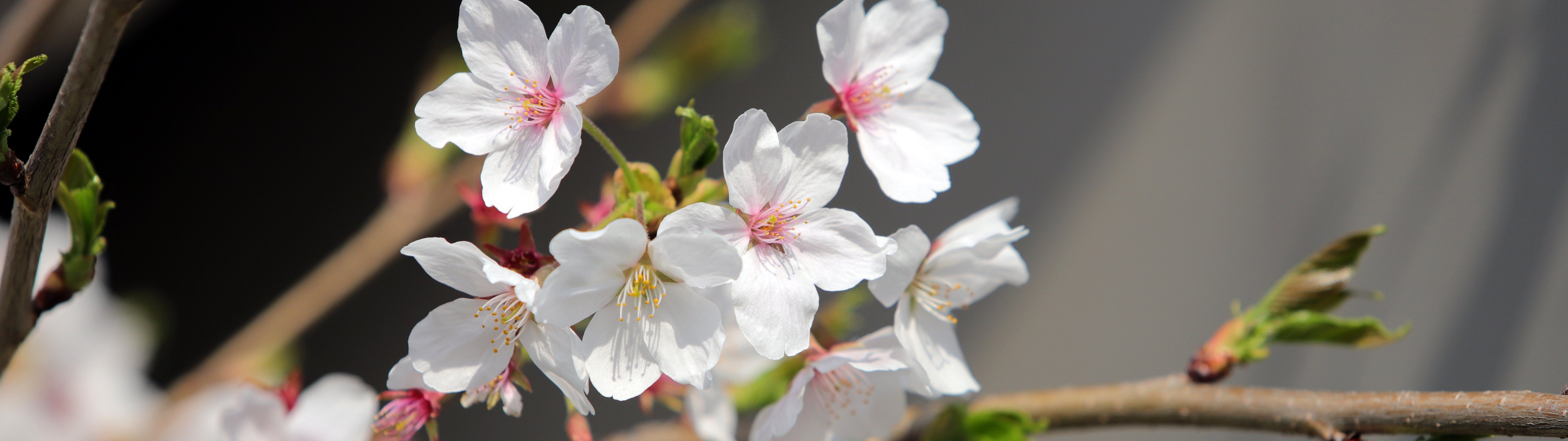 White sakura in spring bloom - UltraWide 32:9 wallpapers in 5120x1440 resolution