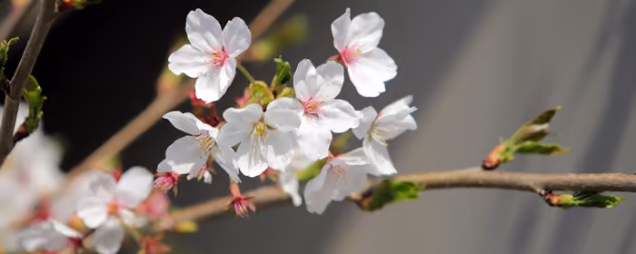 Обои природа: весна, сакура, цветы, ветка