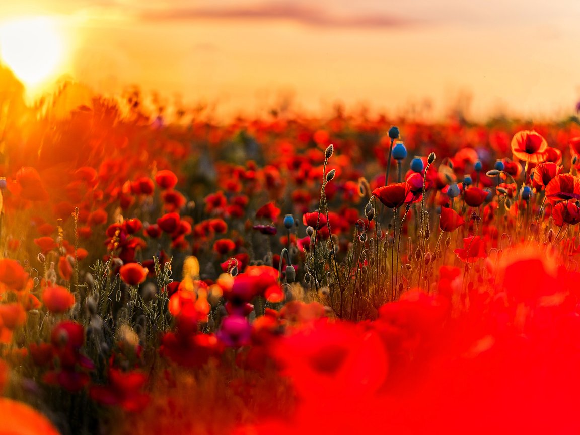 Red Poppy Meadow Beneath Sunset - XGA+ wallpapers in 1152x864 resolution