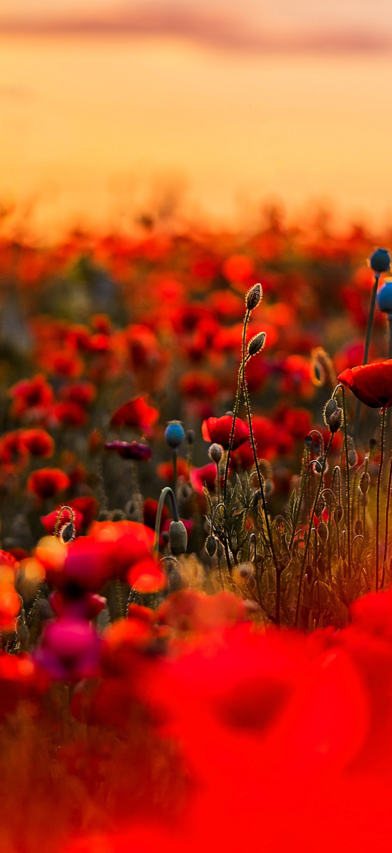 Red Poppy Meadow Beneath Sunset - Wallpapers for iPhone 17 Pro Max/16 Pro Max in 1320x2868 resolution