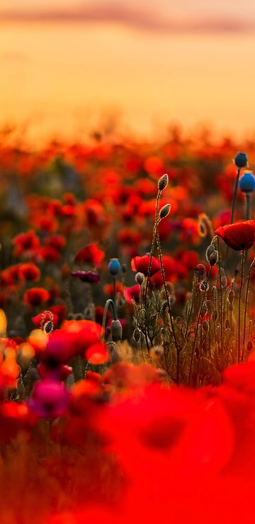 Red Poppy Meadow Beneath Sunset - Wallpapers for Samsung in 360x740 resolution