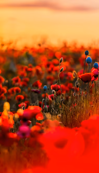 Nature wallpapers: poppies, sunset, evening, field