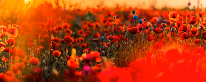 UltraWide 32:9 Poppies wallpapers (5120x1440): poppies, sunset, evening, field