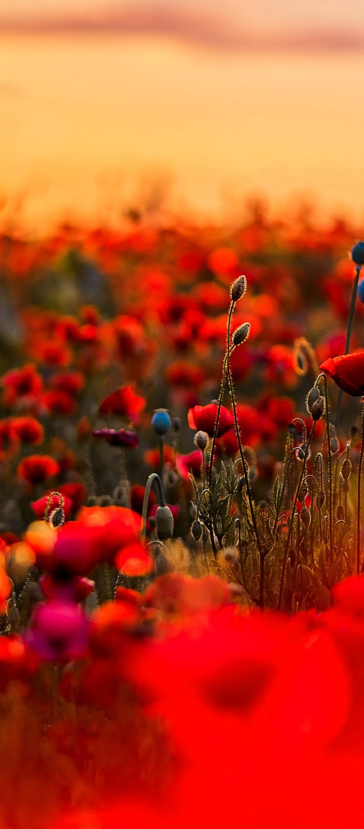 Red Poppy Meadow Beneath Sunset - Wallpapers for Xiaomi Redmi 14C, POCO C71/C75/M7, Infinix Note 8 in 720x1640 resolution