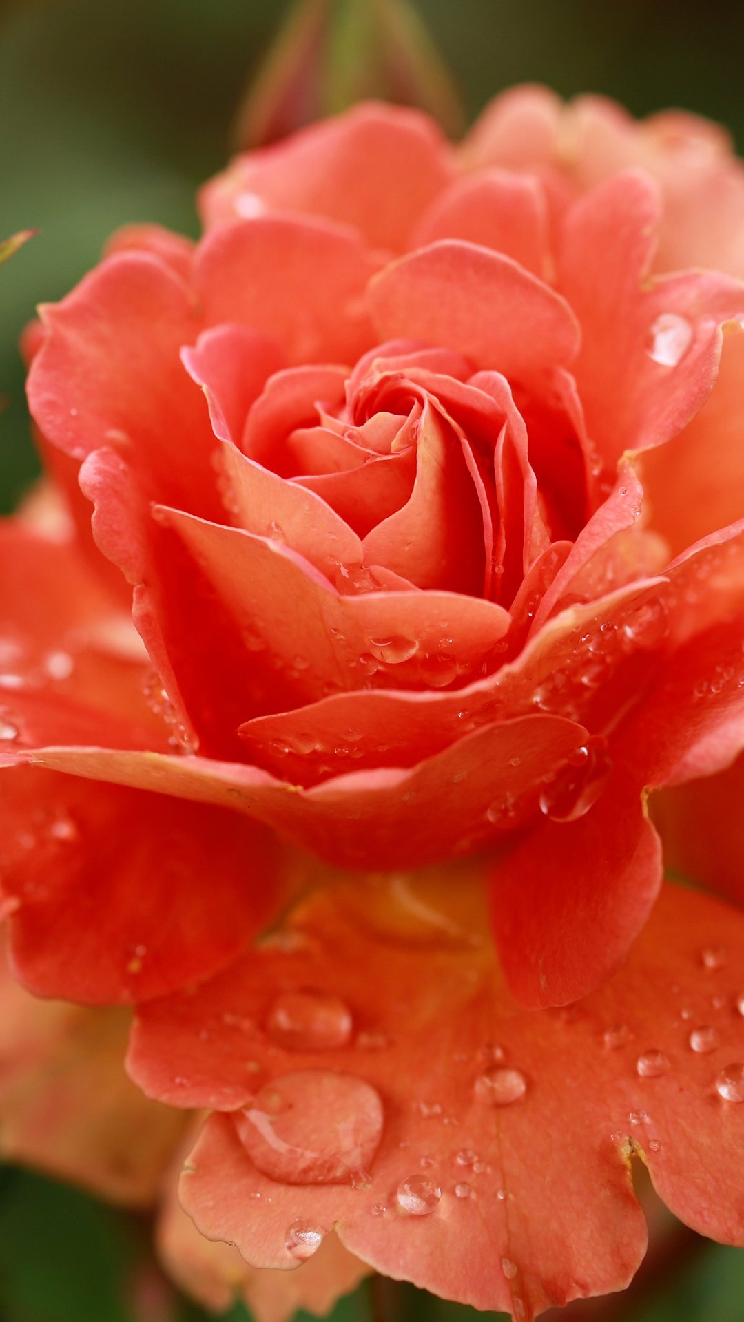 Orange Roses and Dew Drops Macro - Wallpapers for Samsung, Honor, Sony in 1080x1920 resolution
