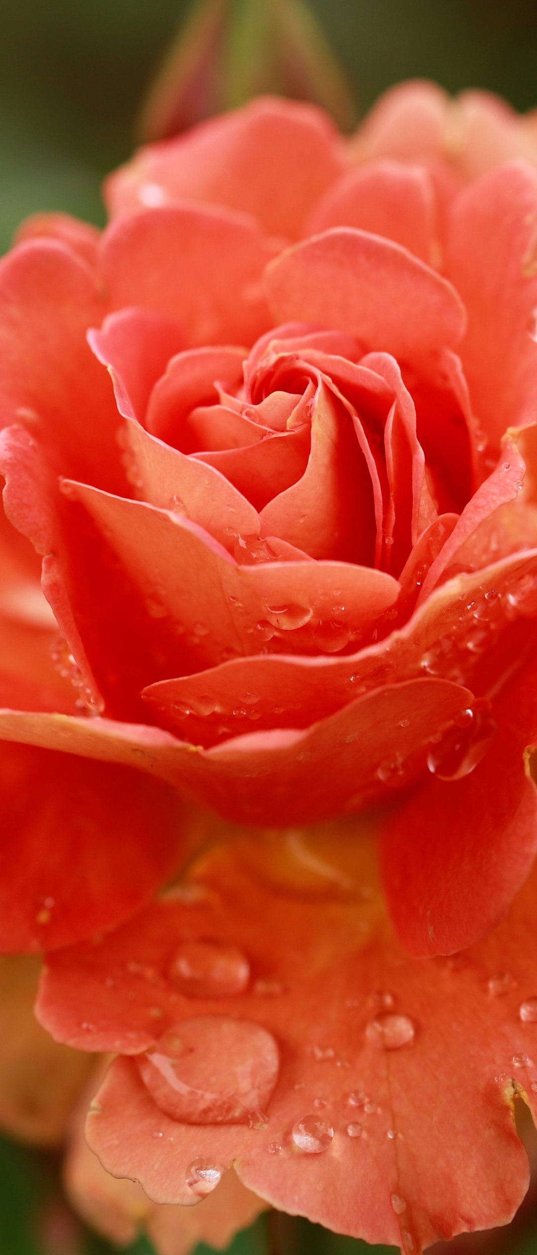 Orange Roses and Dew Drops Macro - Wallpapers for Samsung Galaxy Z Flip7, Sony Xperia 5 II/5 III/5 V/10 IV/10 V, Xiaomi Mix Fold 3 in 1080x2520 resolution