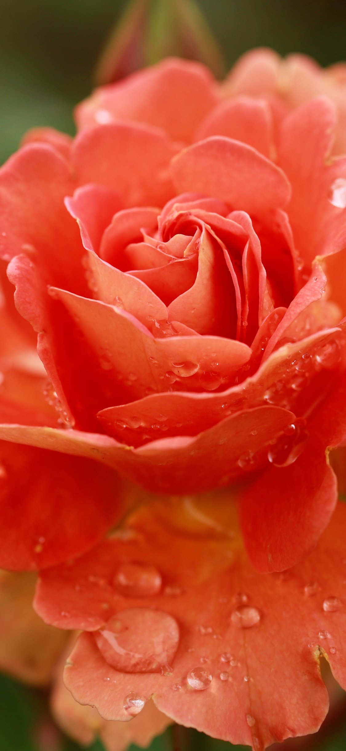 Orange Roses and Dew Drops Macro - Wallpapers for iPhone X/XS/11 Pro in 1125x2436 resolution