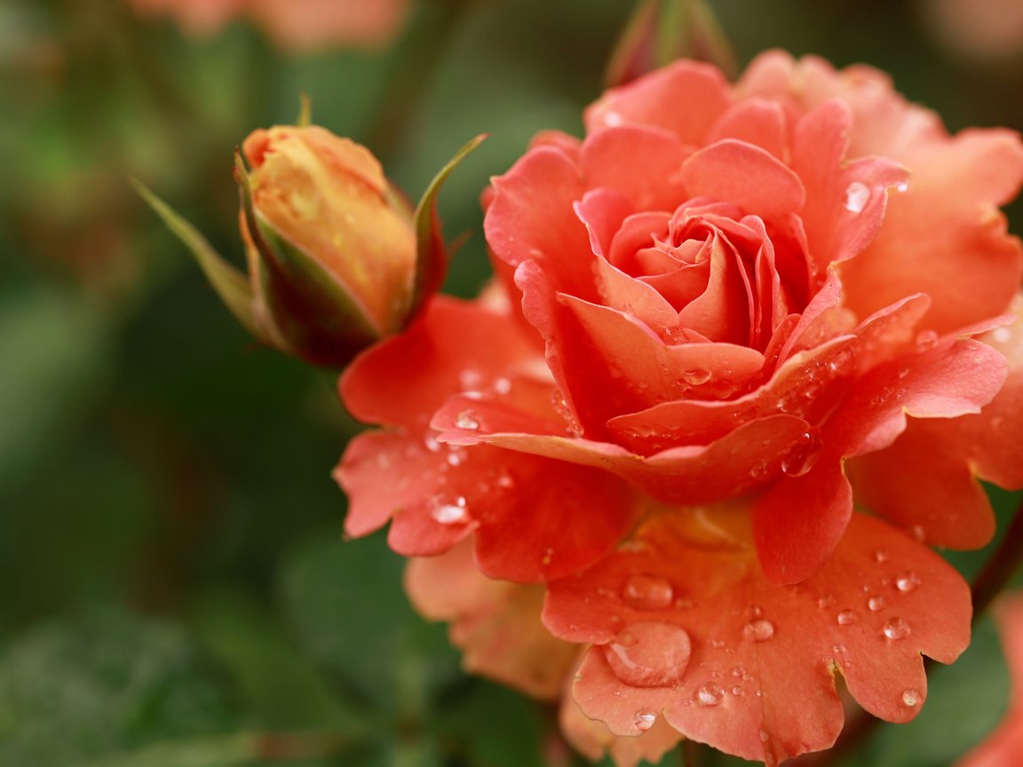 Orange Roses and Dew Drops Macro - XGA+ wallpapers in 1152x864 resolution