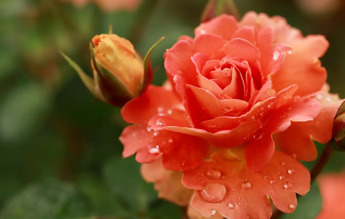 Orange Roses and Dew Drops Macro — desktop and phone wallpaper, free download