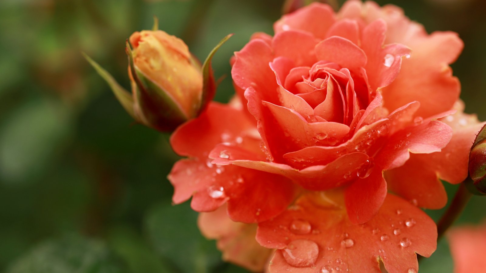 Orange Roses and Dew Drops Macro - wXGA++ wallpapers in 1600x900 resolution
