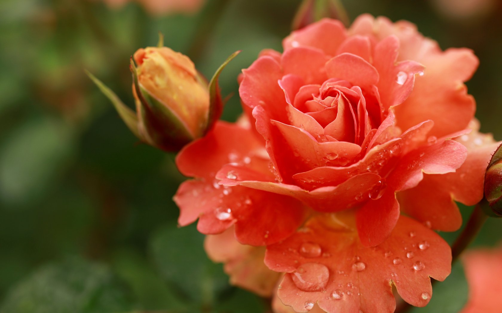 Orange Roses and Dew Drops Macro - WSXGA+ wallpapers in 1680x1050 resolution