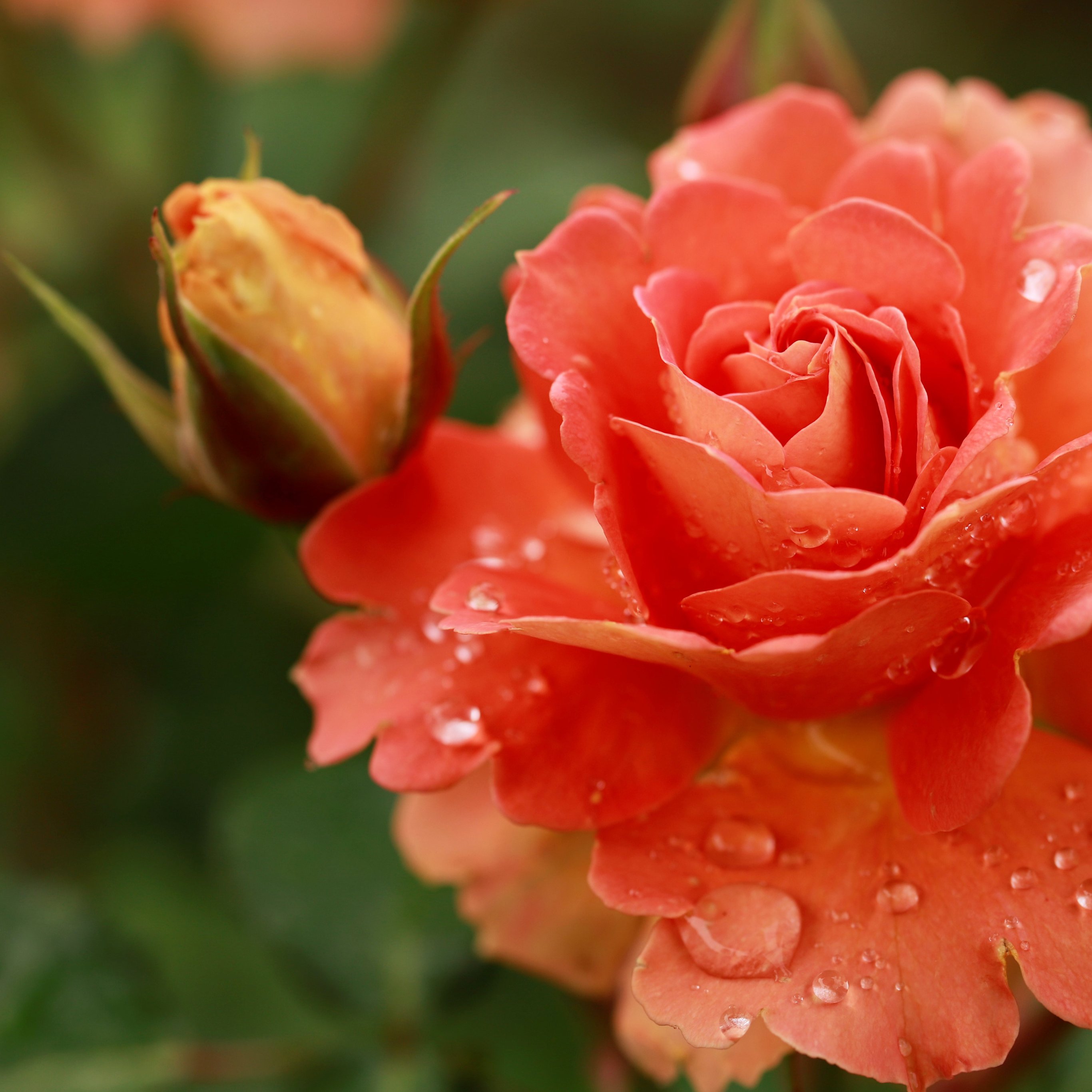 Orange Roses and Dew Drops Macro - Wallpapers for iPad Pro 12.9″ in 2732x2732 resolution