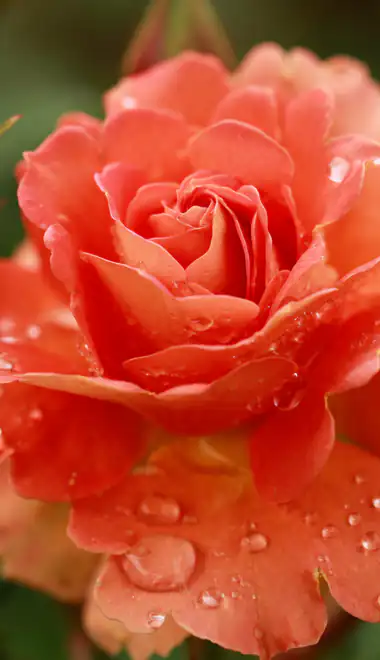 Wallpapers for Xiaomi Redmi 14C, POCO C71/C75/M7, Infinix Note 8 (720x1640): roses, flowers, petals, garden