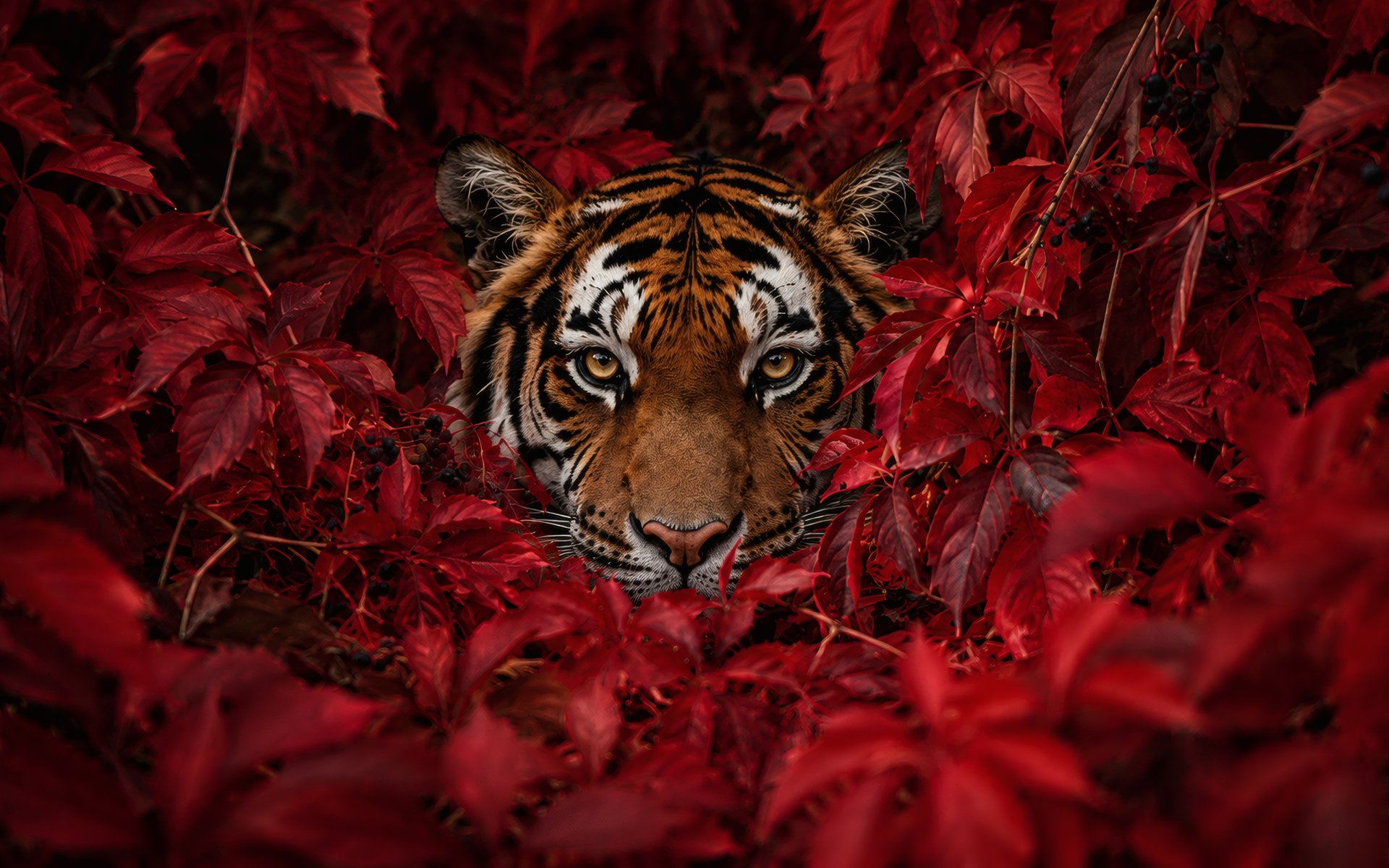 Tiger Hidden Among Autumn Leaves - WUXGA wallpapers in 1920x1200 resolution